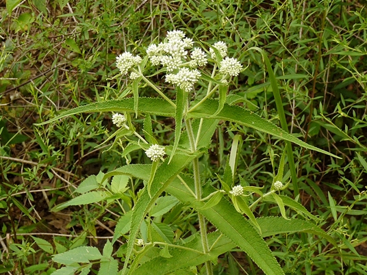 {Eupatorium perfoliatum}